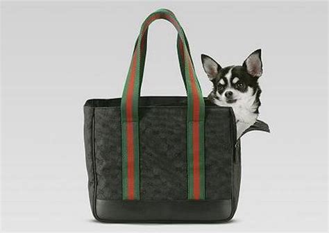 borsa gucci per cani|Gucci, borsa trasporta cane .